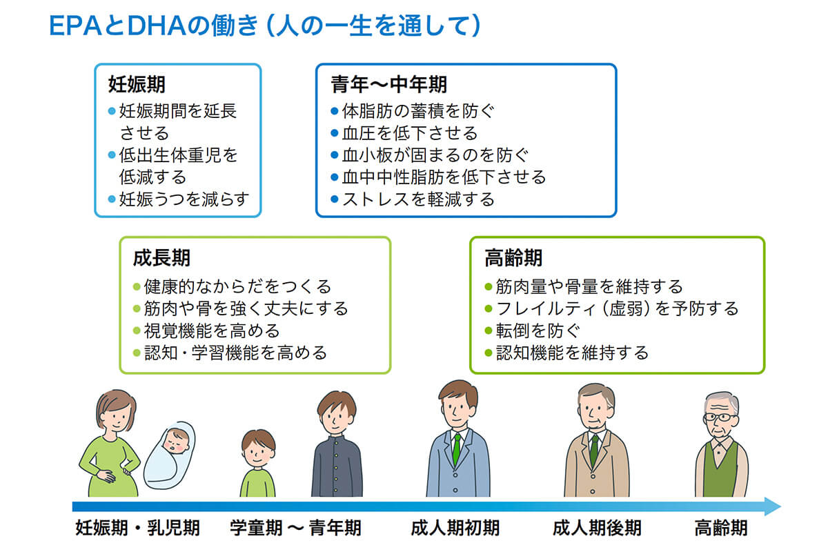 EPAとDHAの働き(人の一生を通して)