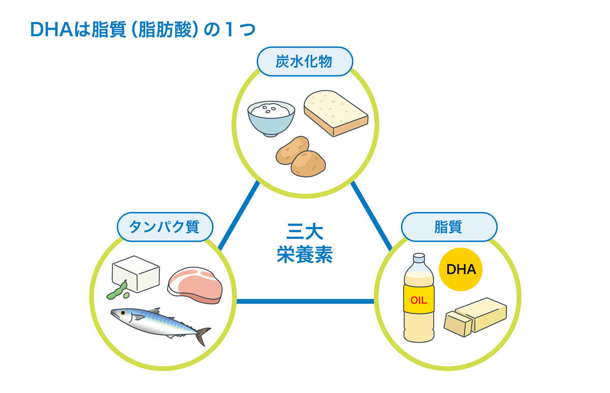 DHAは脂質(脂肪酸)の1つ