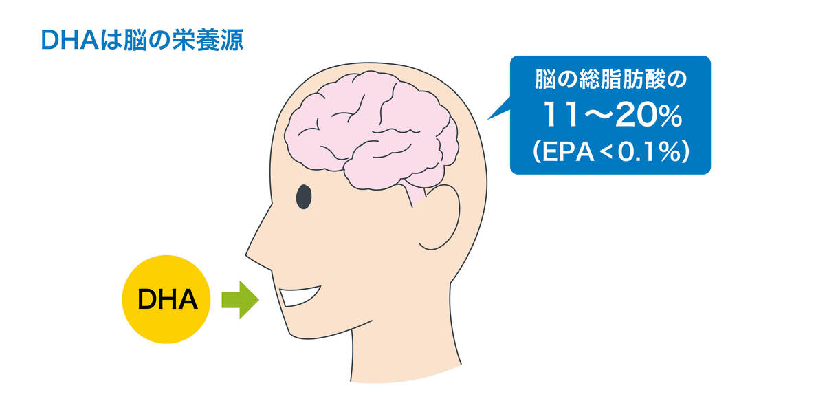 DHAは脳の栄養源