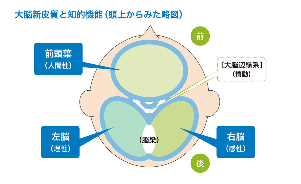 大脳新皮質と知的機能(頭上からみた略図)