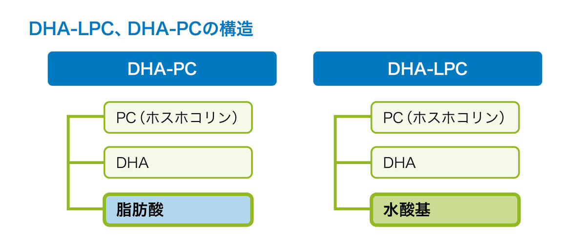 DHA-LPC、DHA-PCの構造